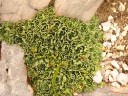 2013-08-18_Regina-F-Rau_Schachen_Blumen  (046).JPG